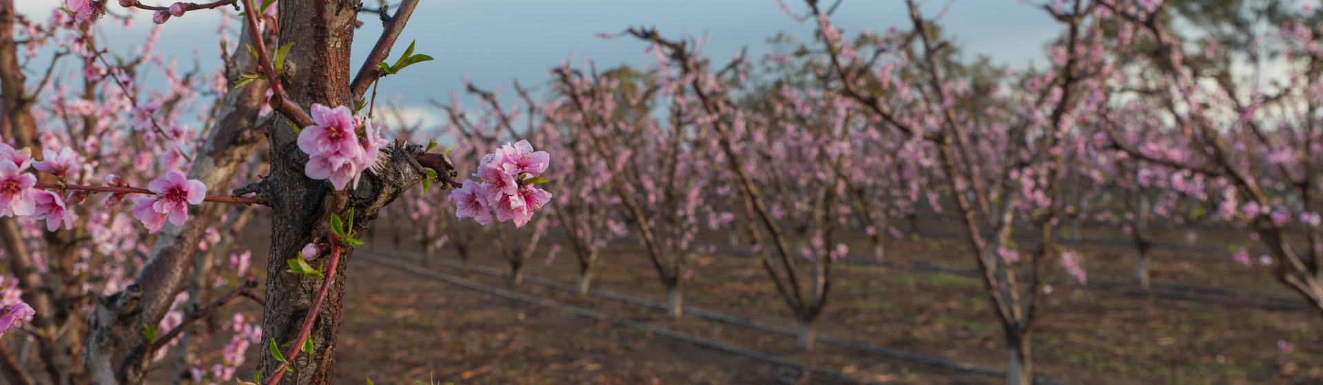Solutions for Stone Fruit BASF Crop Solutions Australia
